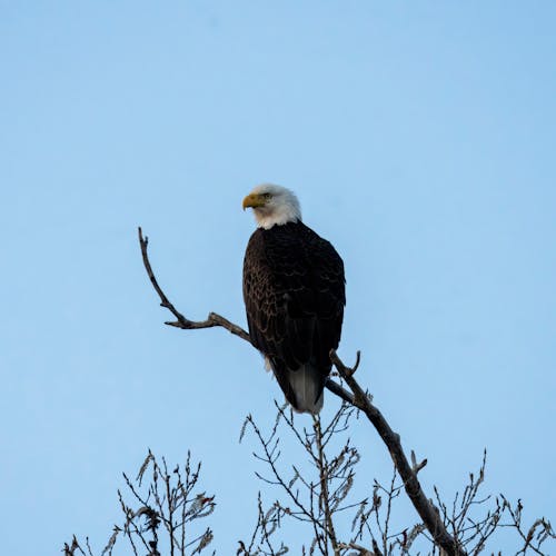 Foto d'estoc gratuïta de a l'aire lliure, àguila, àguila calba