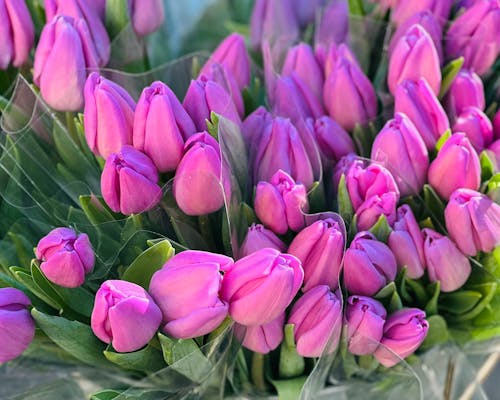 Fotobanka s bezplatnými fotkami na tému botanický, farba, flóra