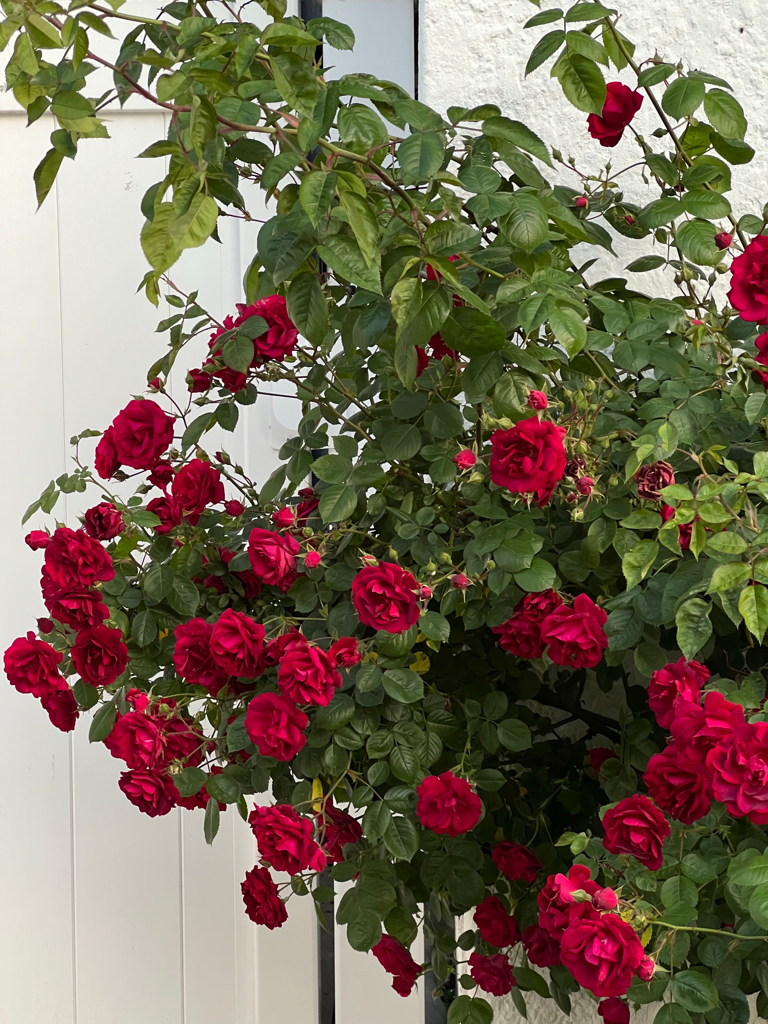 Red Rose Flowers in a Garden · Free Stock Photo