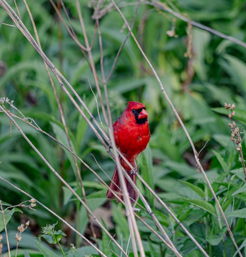 A red bird sitting on a branch in the grass