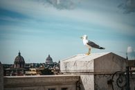 A seagull perched on a wall with a view of St. Peter's Basilica in Rome.