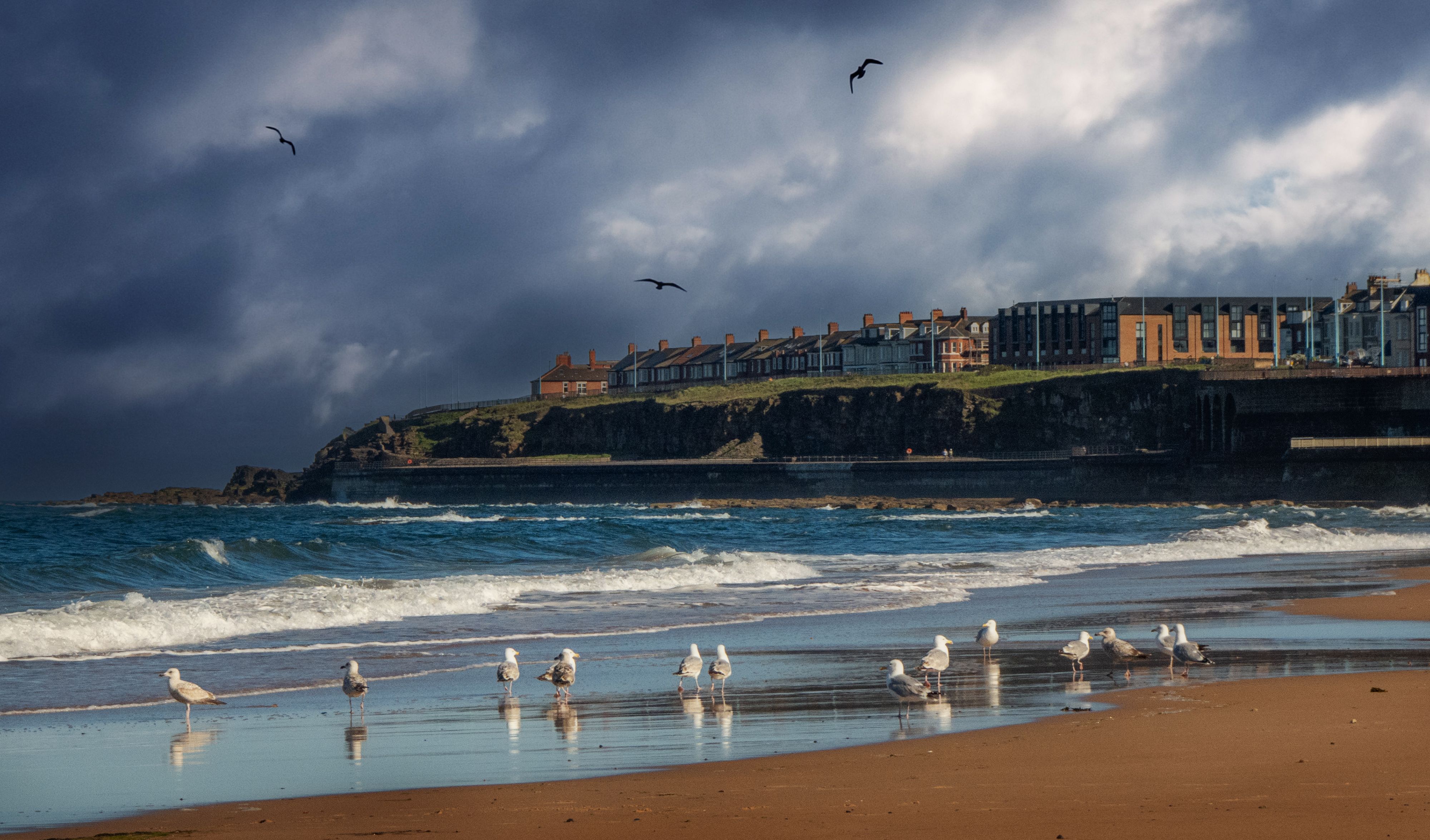 Seagulls gathering on a sandy beach beneath dramatic clouds, near coastal cliffs and buildings.
