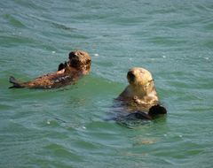 Race Rocks Ecological Reserve