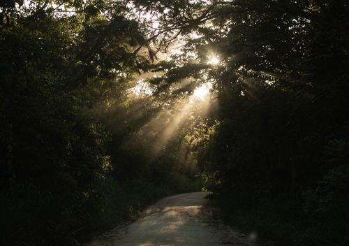 Free Light filters through trees on a serene dirt road in Bonito, Brazil, capturing a tranquil forest scene. Stock Photo