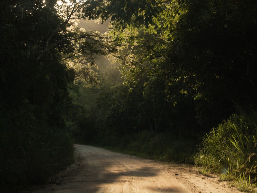 Dirt road in a forest at sunset, Gabon