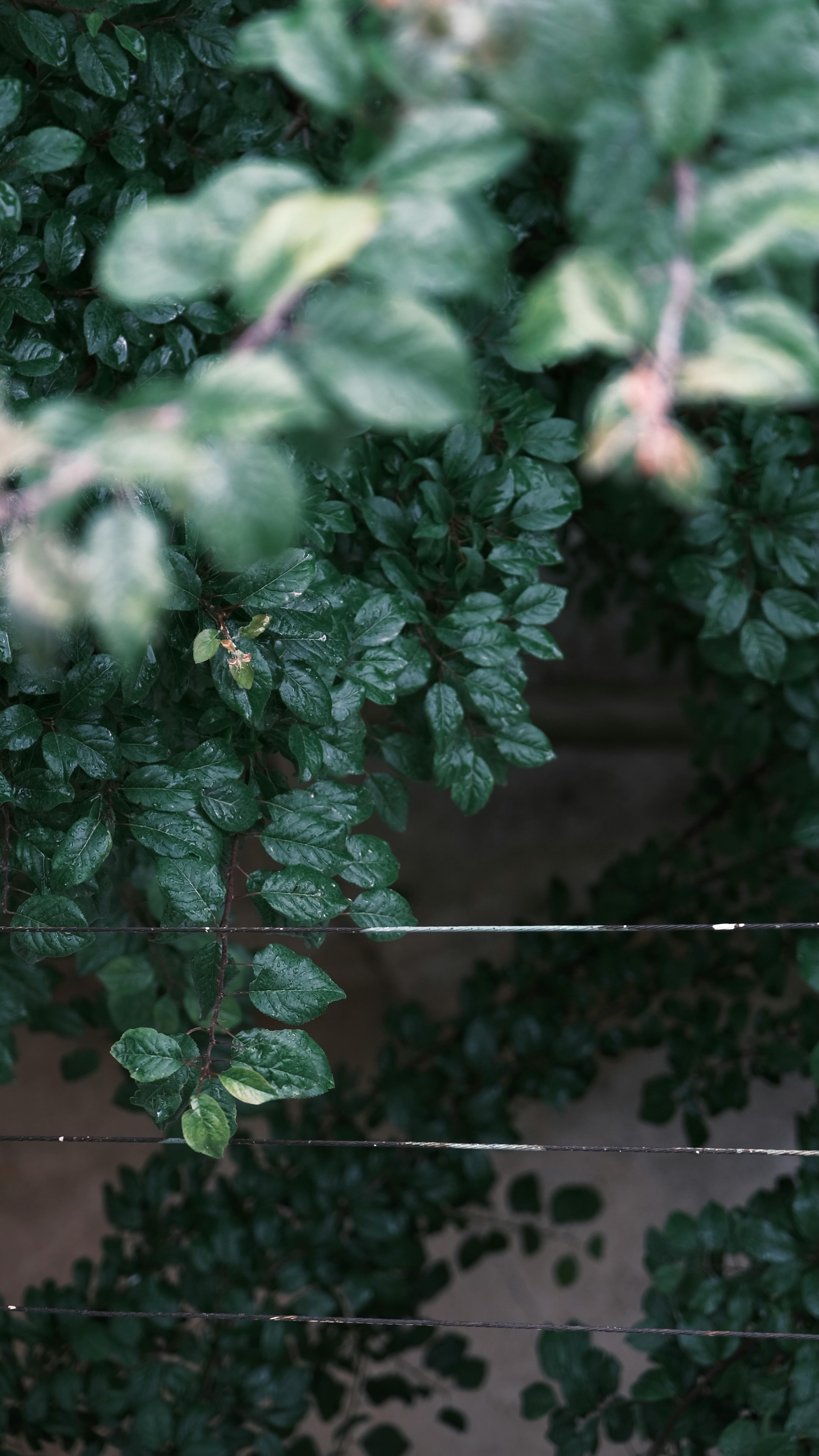 무료 @집 밖의, 고요함, 녹색 단풍의 무료 스톡 사진