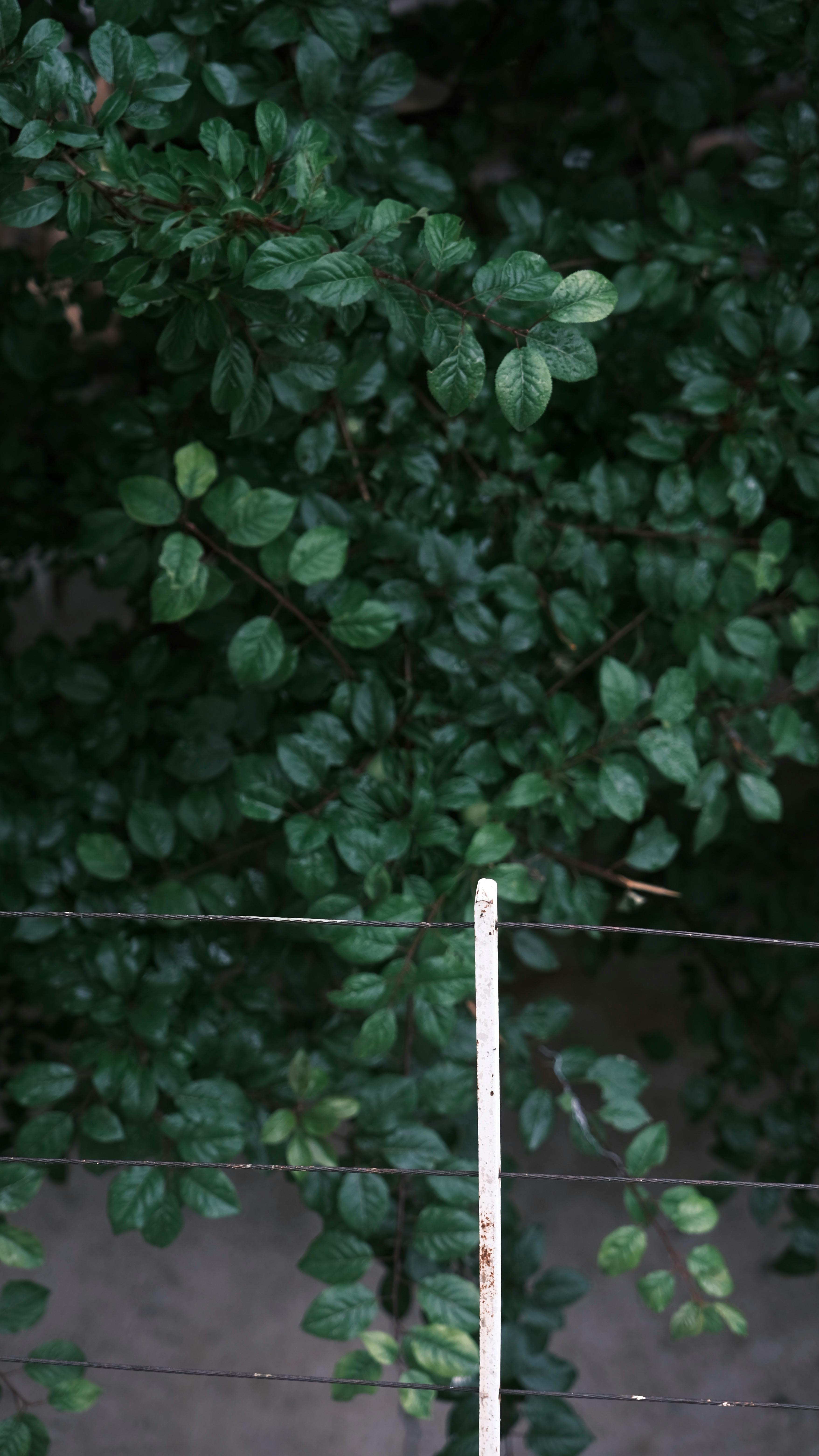 Gratis lagerfoto af baggrund, blade, blomstermotiv Lagerfoto