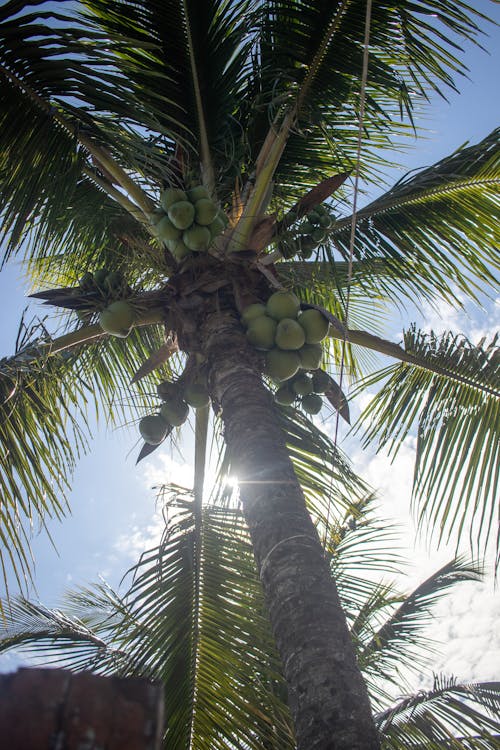 ada, ağaç, avuç içi içeren Ücretsiz stok fotoğraf