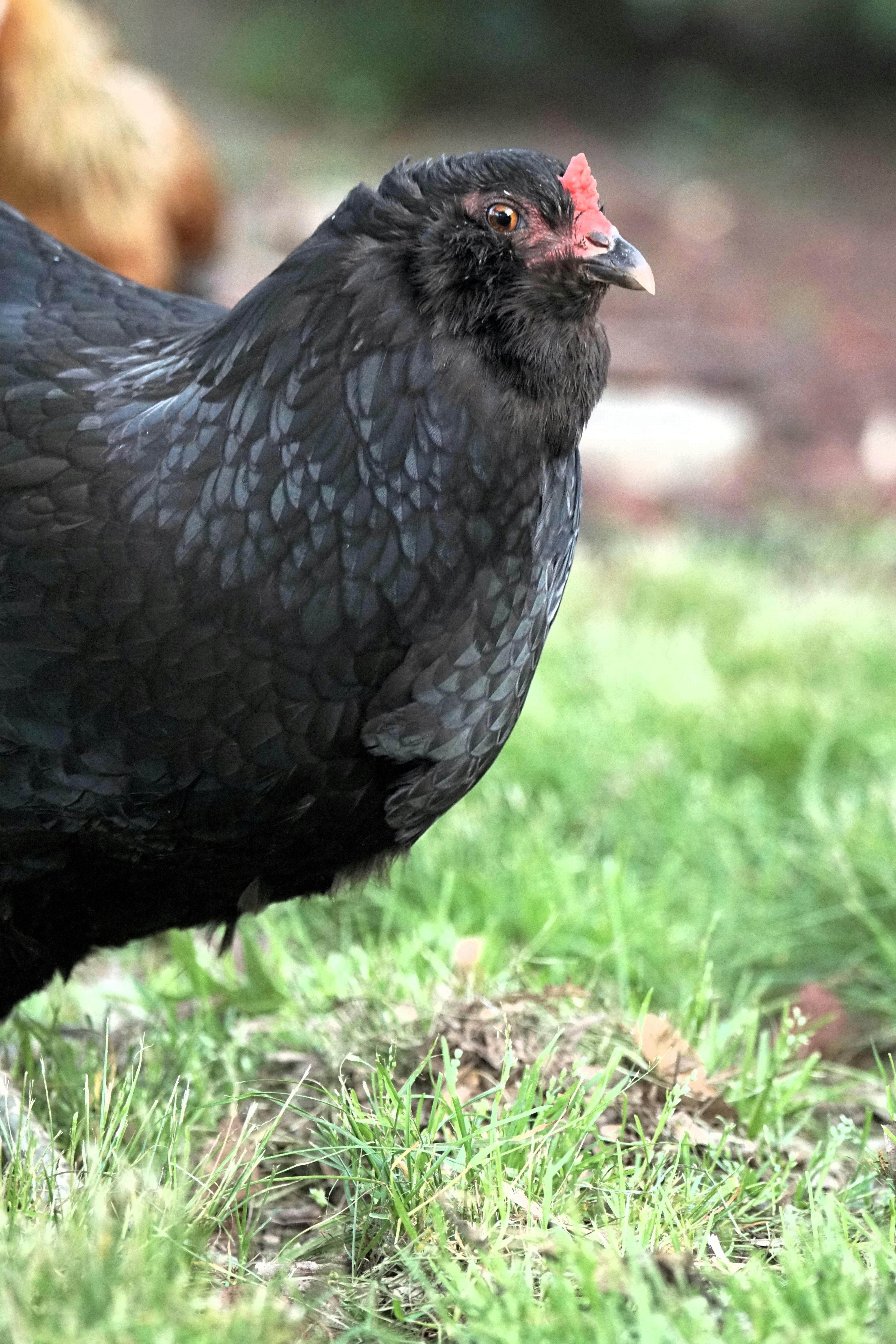 Free Detailed view of a black hen standing on grass, perfect for rural and animal themes. Stock Photo