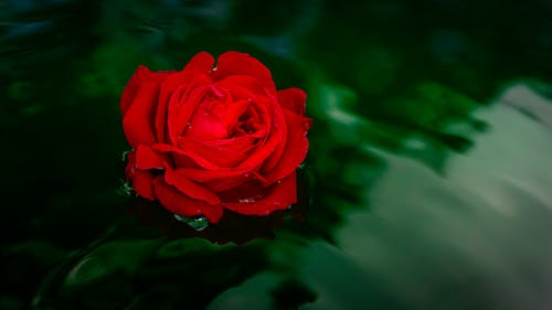 Rose treibt im Wasser