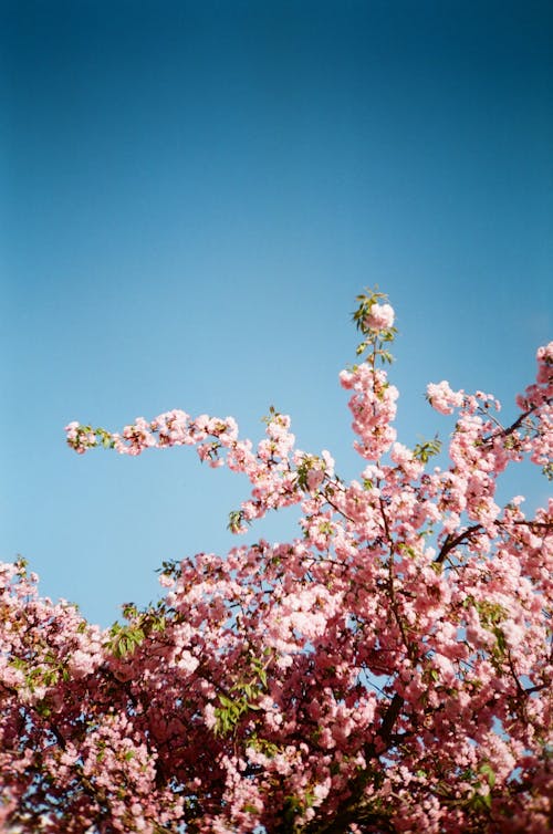 Бесплатное стоковое фото с 35 мм пленка, бутон, весна