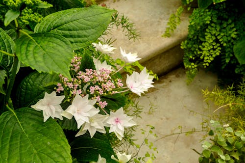 Gratis lagerfoto af blad, blade, blomst