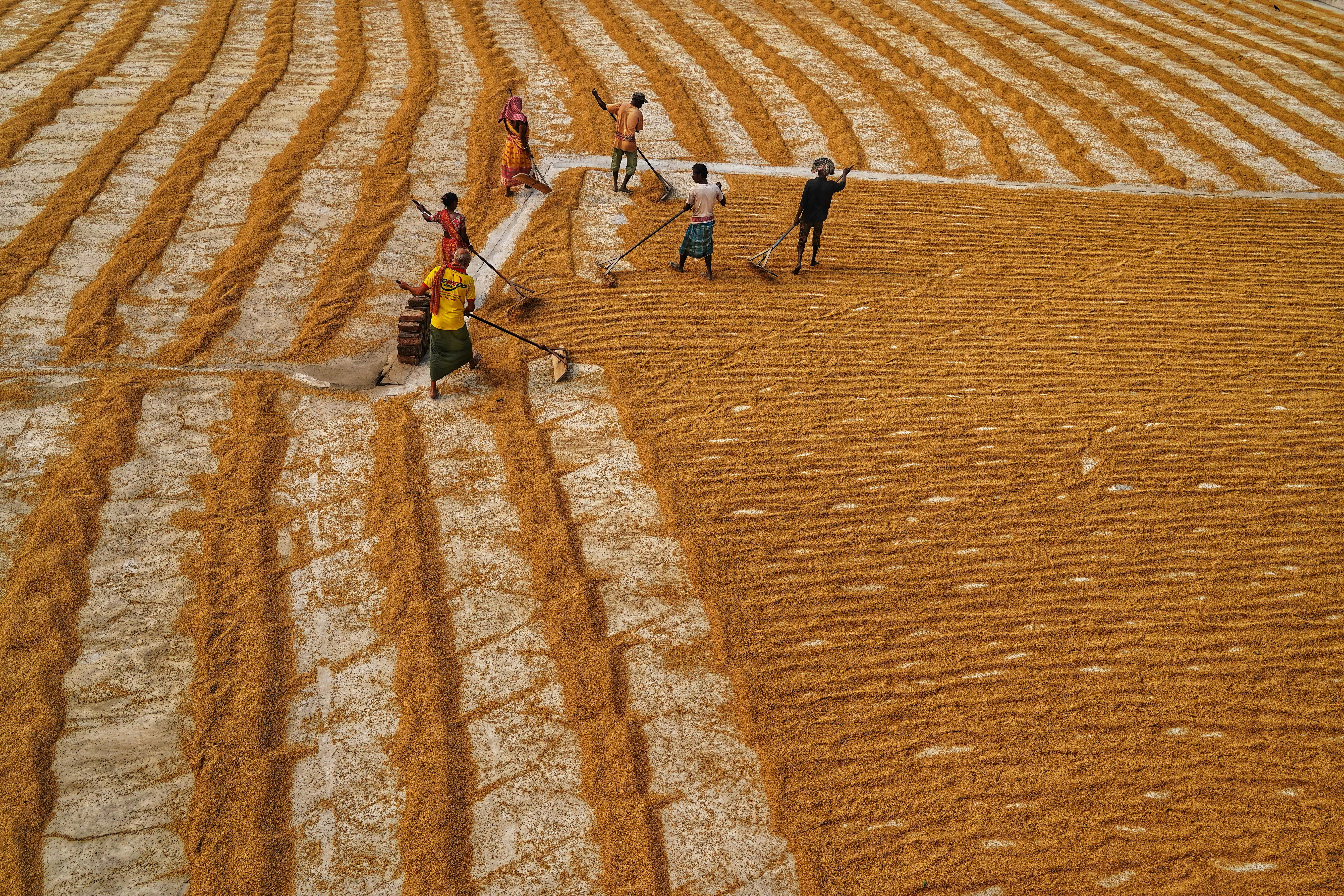 Farmers Piling Drying Rice · Free Stock Photo
