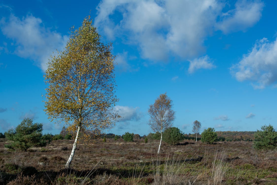 A field with trees and grass under a blue sky