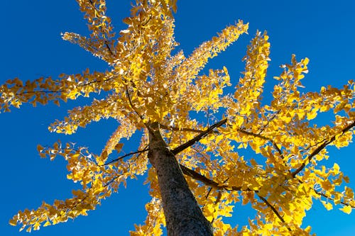 A yellow tree with leaves against a blue sky