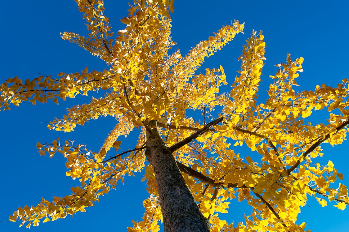 A yellow tree with leaves against a blue sky