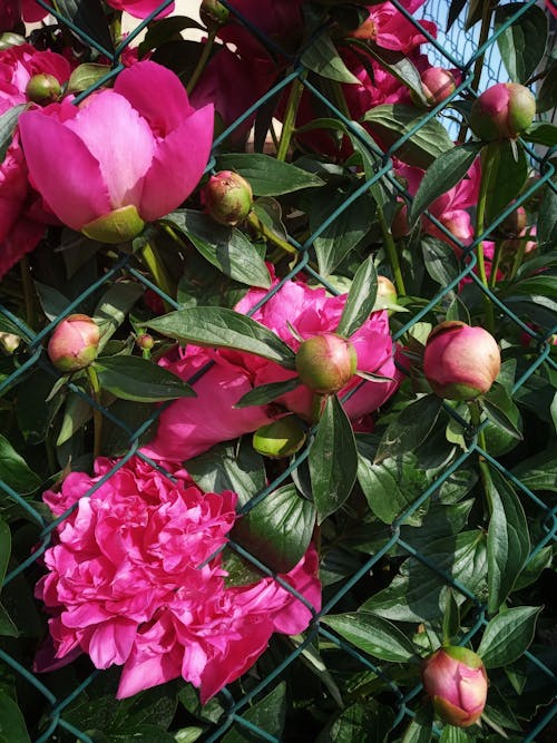 Aşk, Bahçe, bitki örtüsü içeren Ücretsiz stok fotoğraf