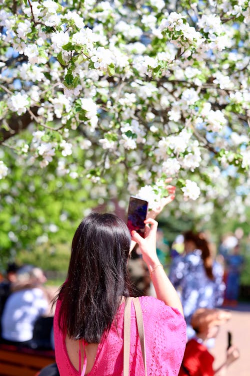A woman taking a picture of a tree with blossoms