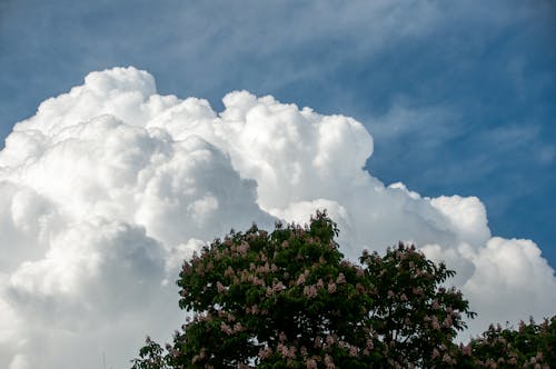 Imagine de stoc gratuită din arbore, cer, culoare