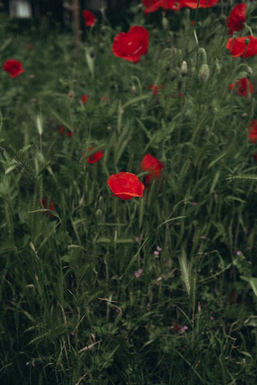 Red poppies in the grass with a green background