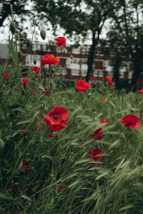 Poppies in the grass with a building in the background