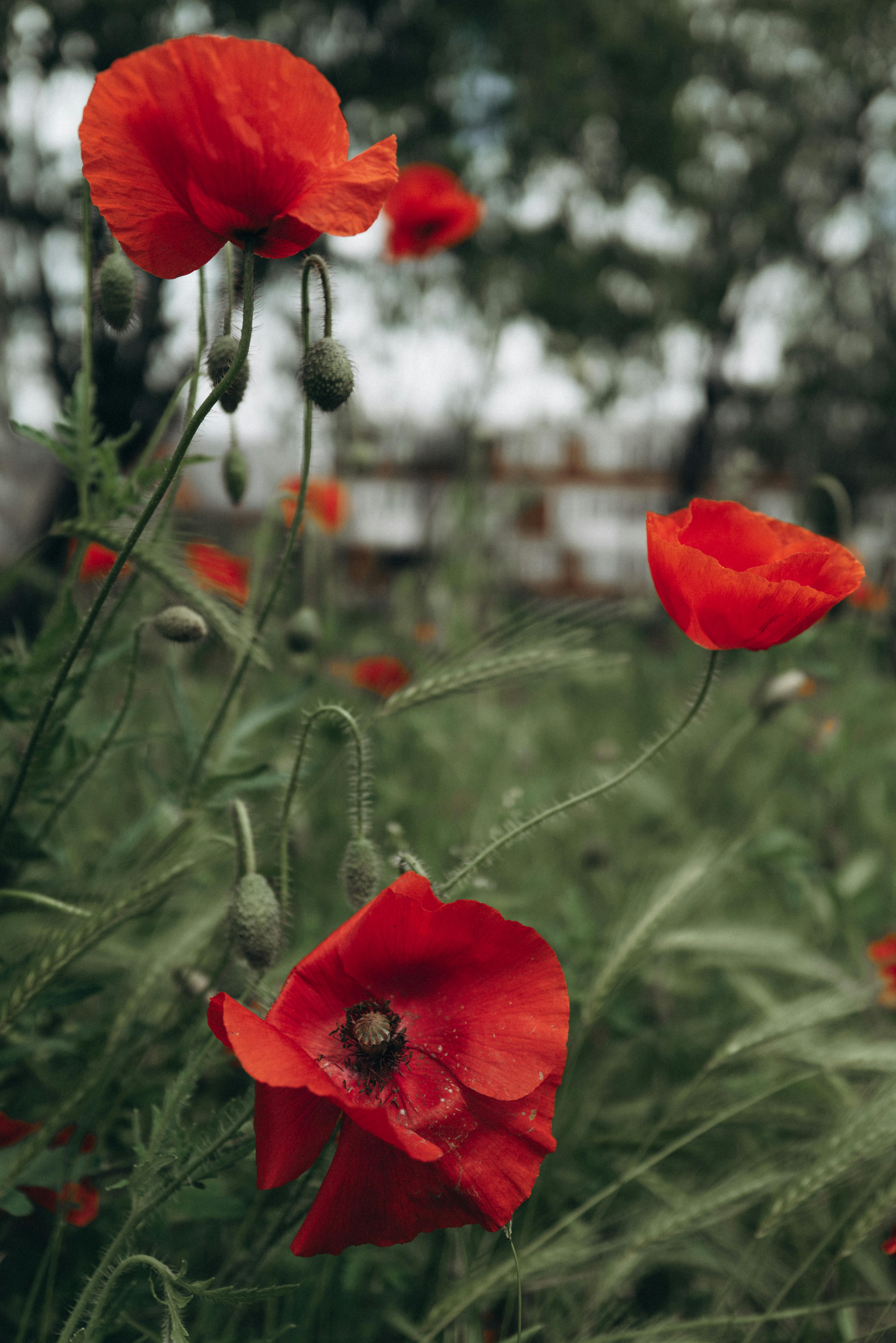 A close-up shot of vivid red poppies blooming in a lush green meadow during the day.