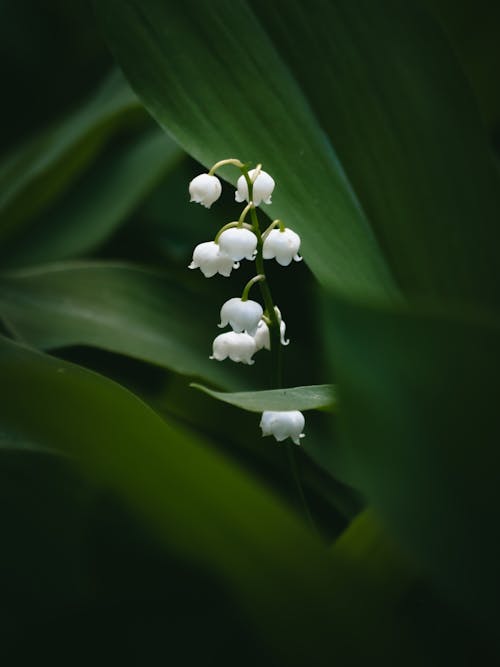 Lily of the valley, by james jones