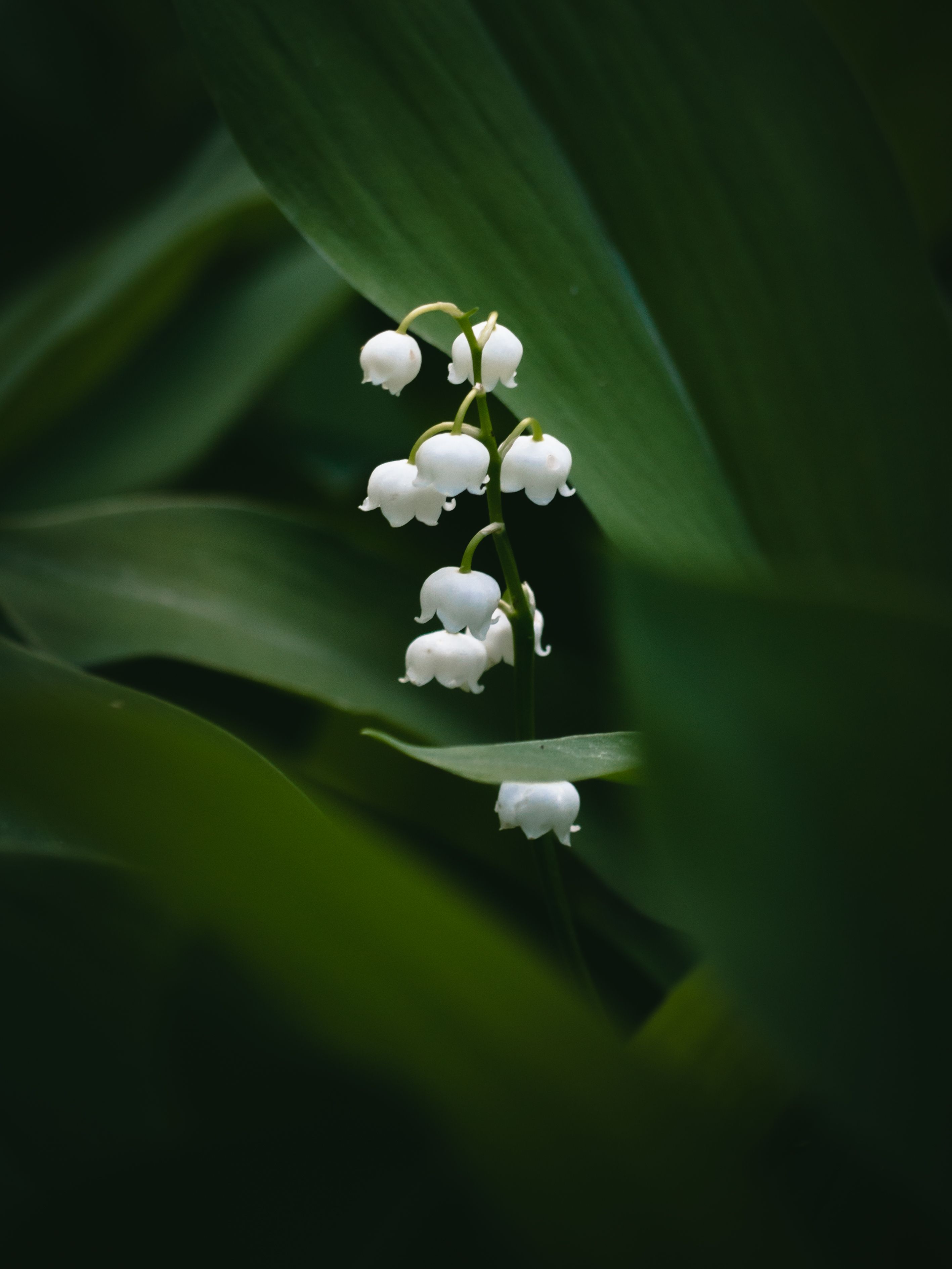 White Lily of the Valley Flowers · Free Stock Photo