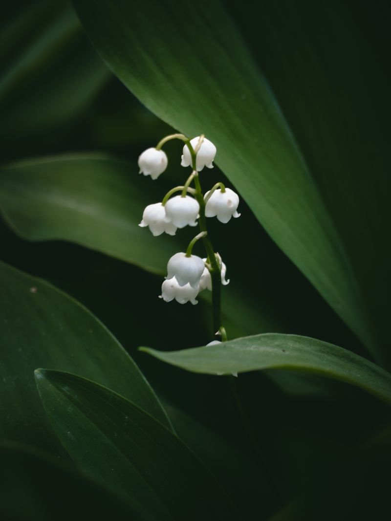 Photo Of Lily Of The Valley · Free Stock Photo