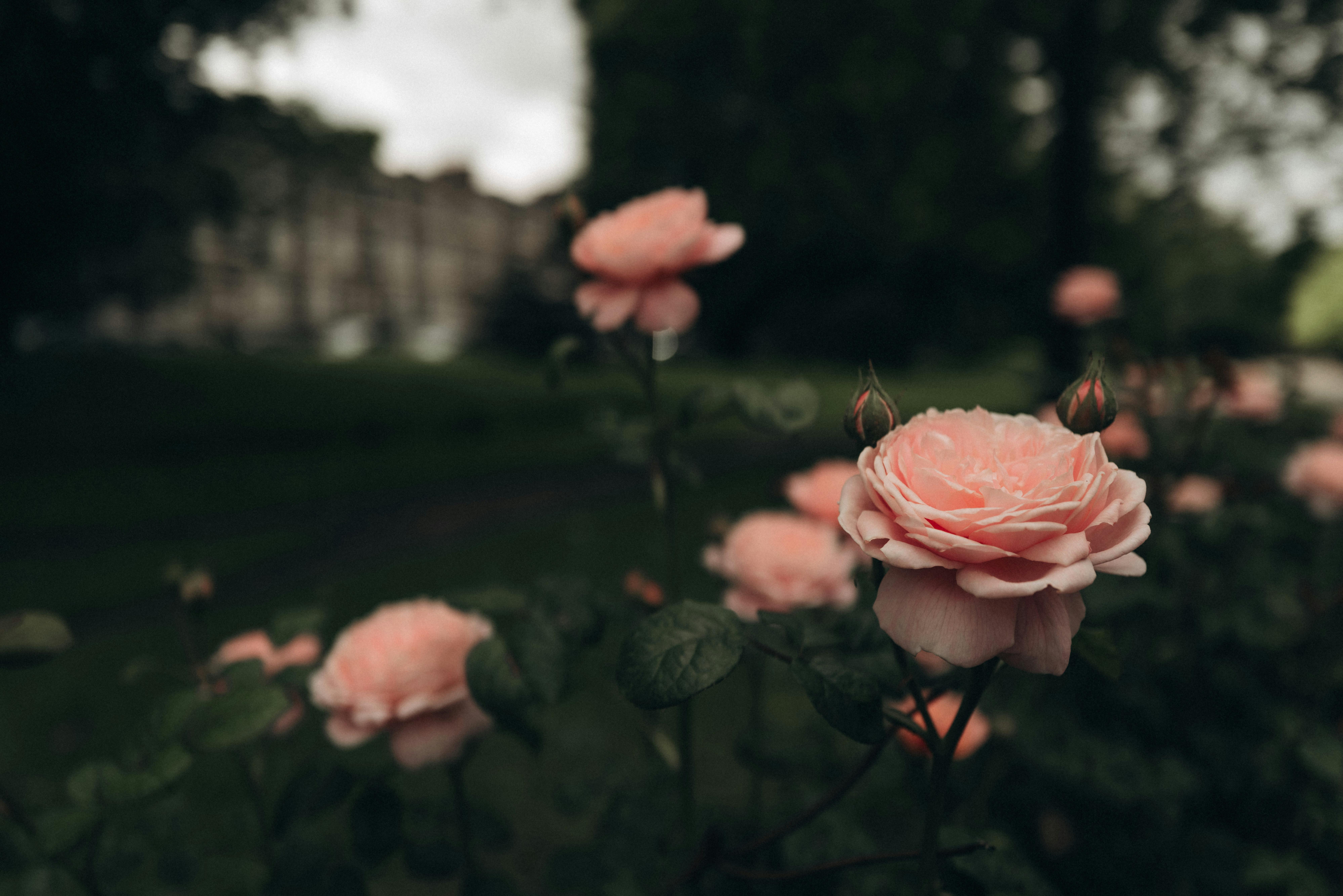 Beautiful pink roses in a lush garden setting, capturing nature's elegance and tranquility.