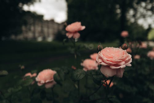 꽃, 꽃꽂이, 로맨스의 무료 스톡 사진