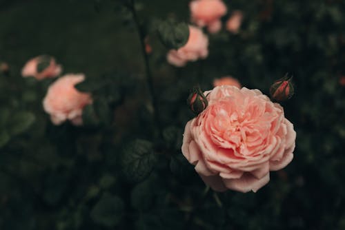 Darmowe zdjęcie z galerii z angielski ogród, elegancki, flora