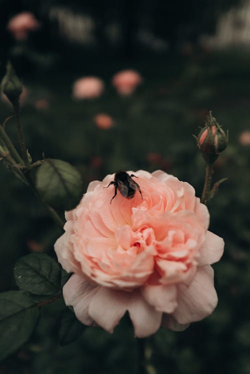 A bee on a pink rose in the garden