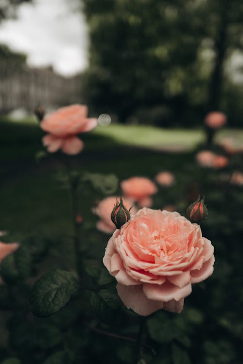 Бесплатное стоковое фото с английский сад, глубина резкости, красивые цветы