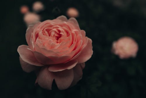 Бесплатное стоковое фото с английский сад, красивые цветы, красивый