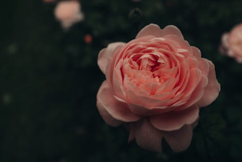 꽃, 꽃이 피는, 로맨스의 무료 스톡 사진