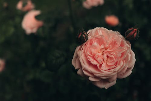 로맨스, 모란, 분홍색 꽃의 무료 스톡 사진