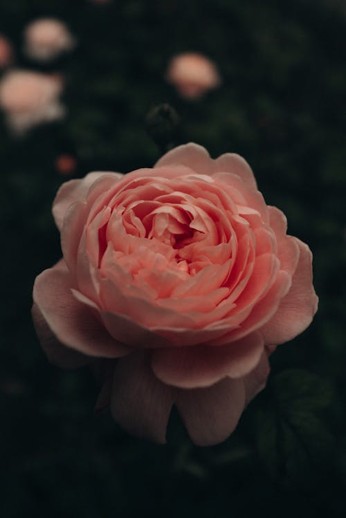 Photos gratuites de fleur rose, fleurir, jardin