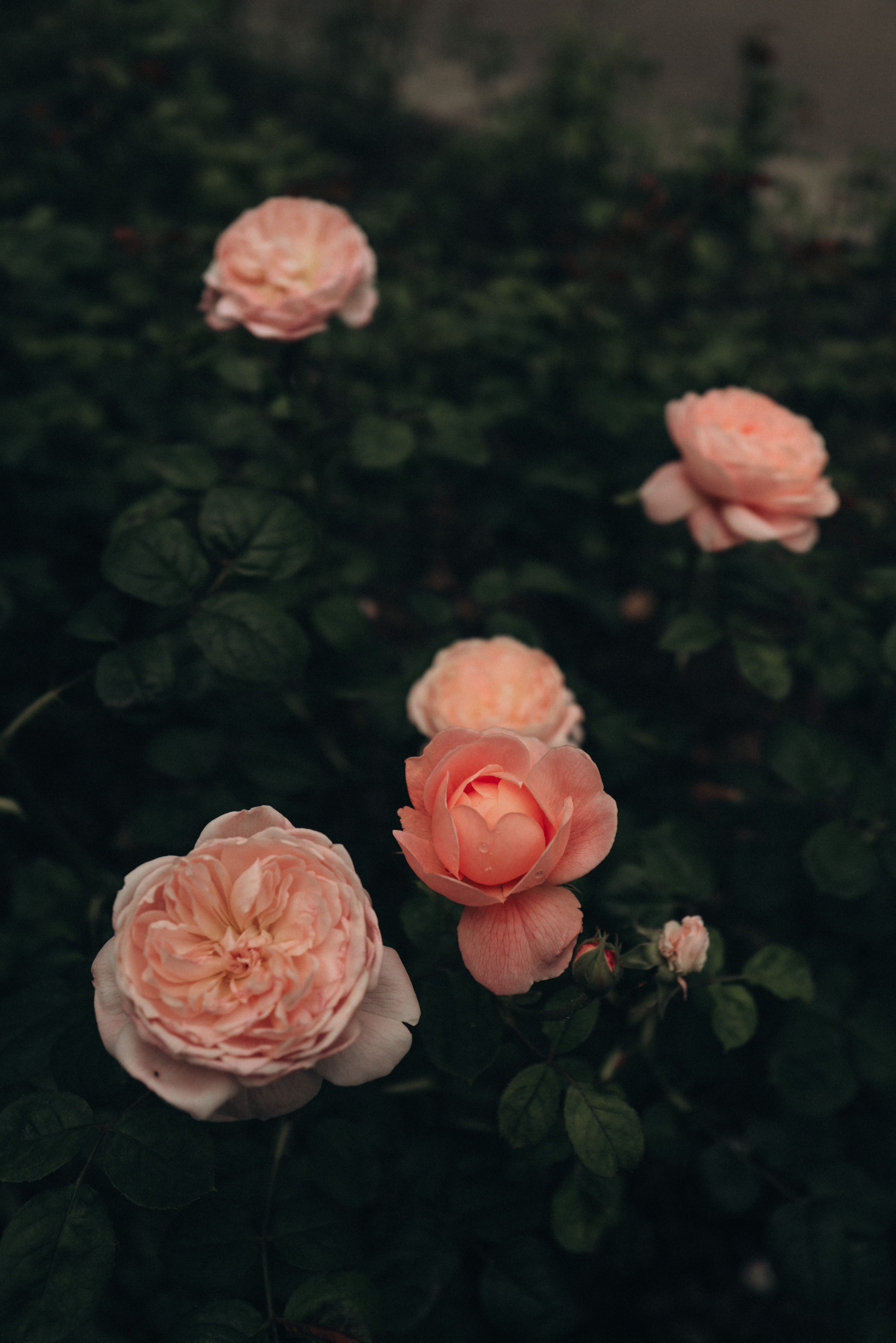 Pink Roses on Meadow · Free Stock Photo