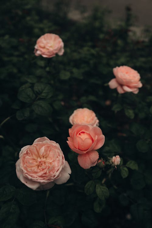Бесплатное стоковое фото с английский сад, камелия, красивые цветы