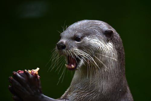 Gratis stockfoto met bedreigde diersoorten, beest, buiten