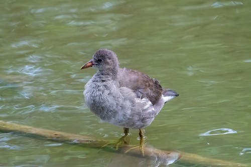A bird standing on a wooden pole in the water