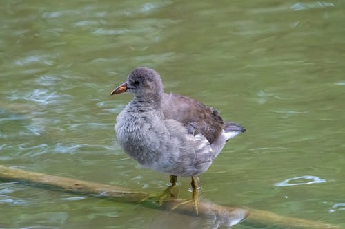 Безкоштовне стокове фото на тему «gallinula chloropus, hd фону, hd шпалери»