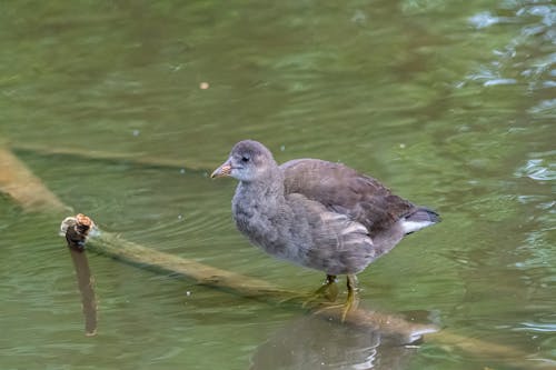 A bird standing in the water with a stick