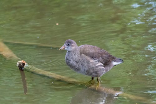 Безкоштовне стокове фото на тему «gallinula chloropus, hd фону, hd шпалери»