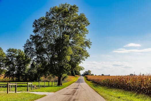 在印第安纳州弗洛拉市，一条风景如画的乡村道路两旁是玉米地和树木，映衬着蔚蓝的天空