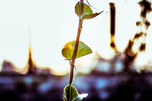 Free Close-up of Plant Against Sky Stock Photo