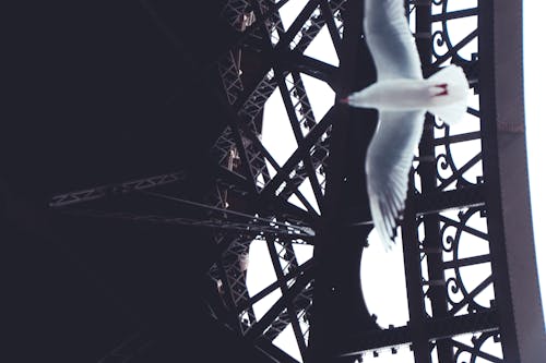 Darmowe zdjęcie z galerii z francja, latać, mewa