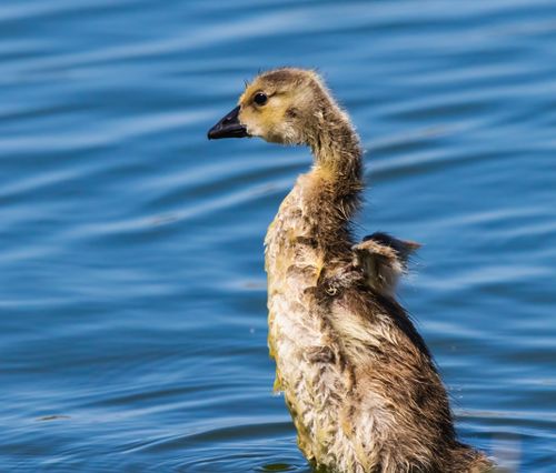 Free Adorable cygnet standing in water with detailed feather texture. Stock Photo
