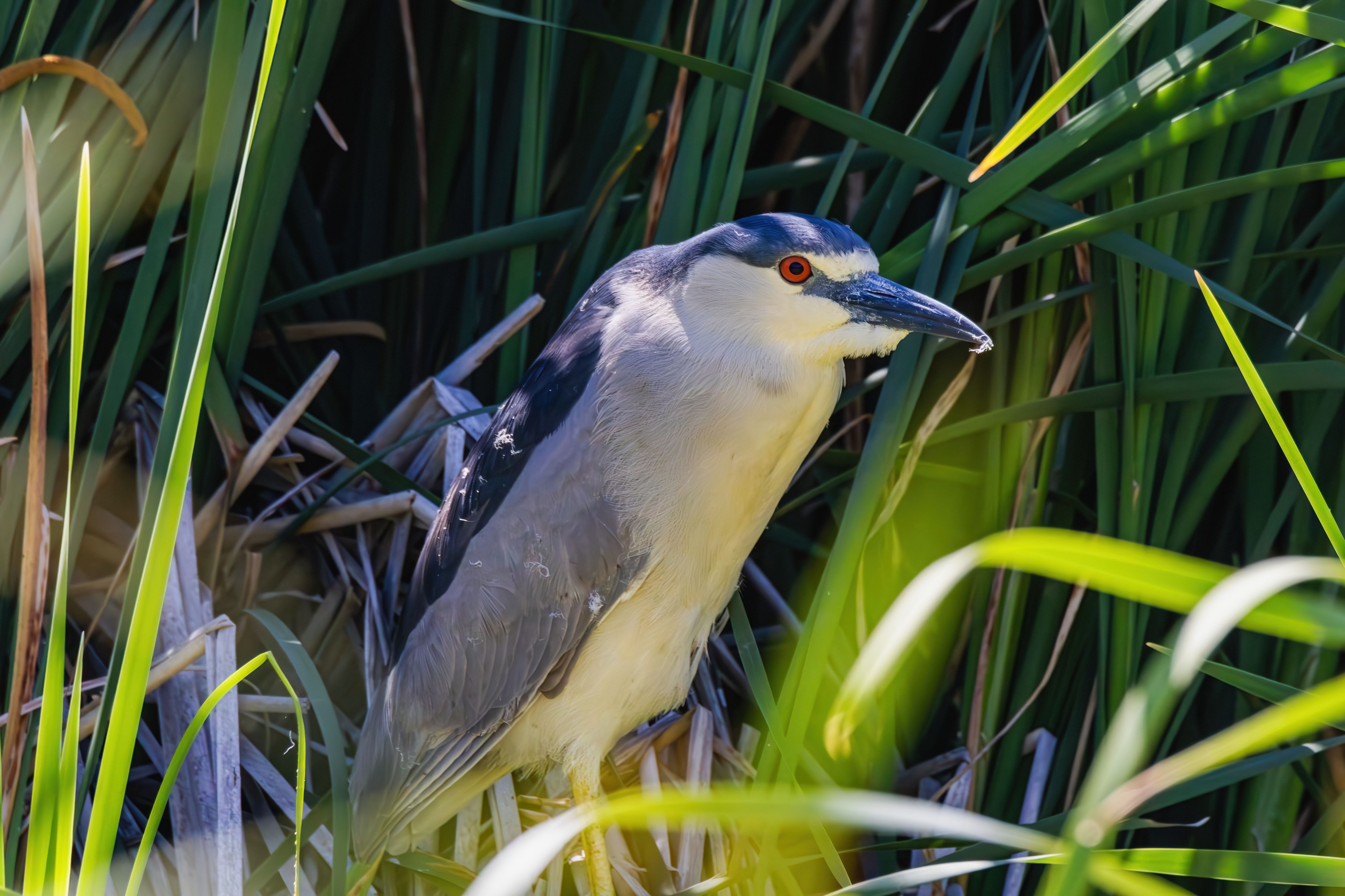 night herons sleep